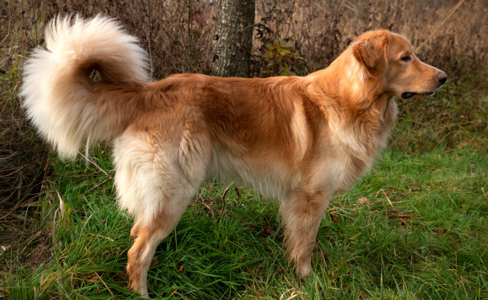 Hovawart, foto: Shutterstock