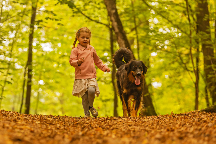 Hovawart, foto: Shutterstock