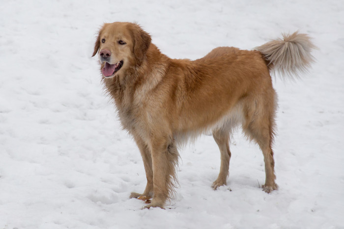 Hovawart, foto: Shutterstock