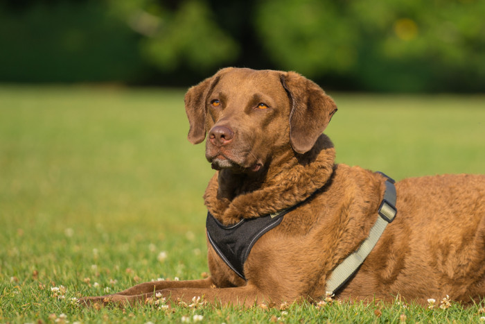 Chesapeake Bay retrívr, foto: Shutterstock