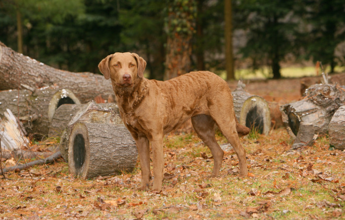 Chesapeake Bay retrívr, foto: Shutterstock