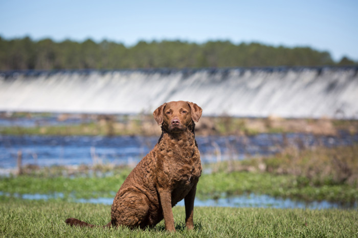 Chesapeake Bay retrívr, foto: Shutterstock