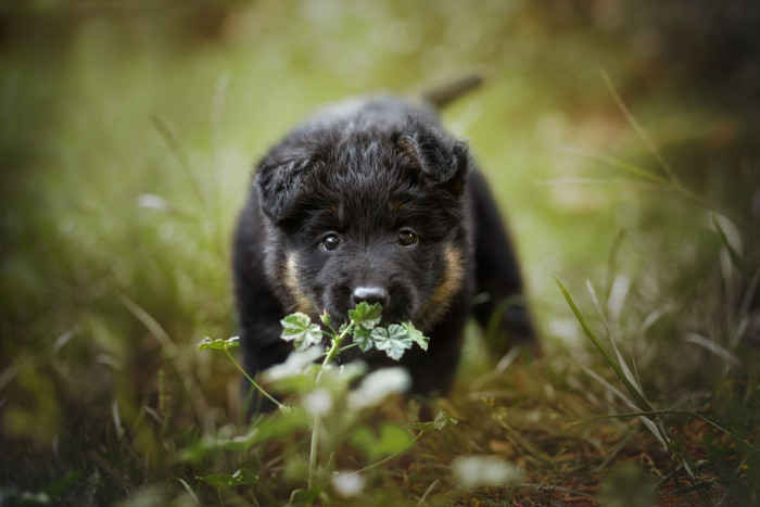 Štěně chodského psa, foto: Shutterstock