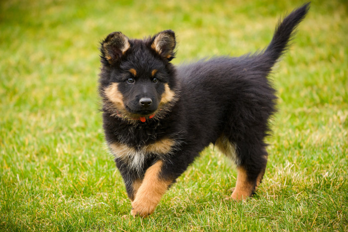Štěně chodského psa, foto: Shutterstock