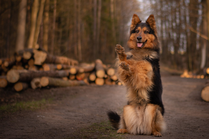 Chodský pes, foto: Shutterstock
