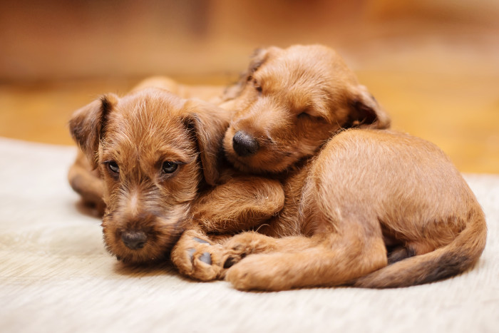 Štěňata irského teriéra, foto: Shutterstock