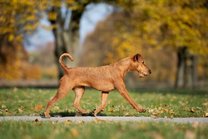 Irský teriér, foto: Shutterstock