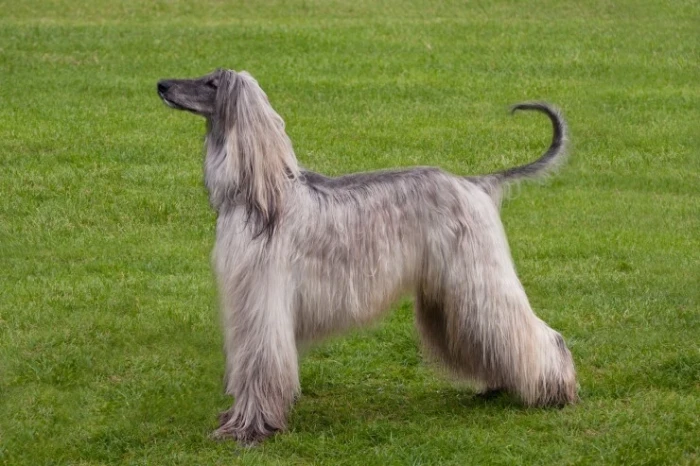Afghánský chrt