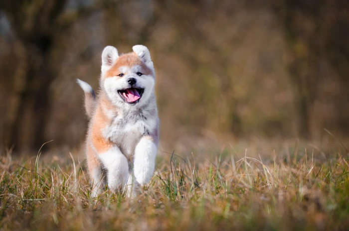 Akita inu