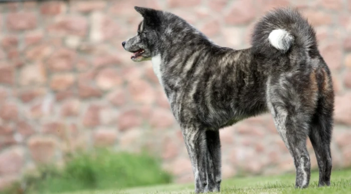 Akita inu