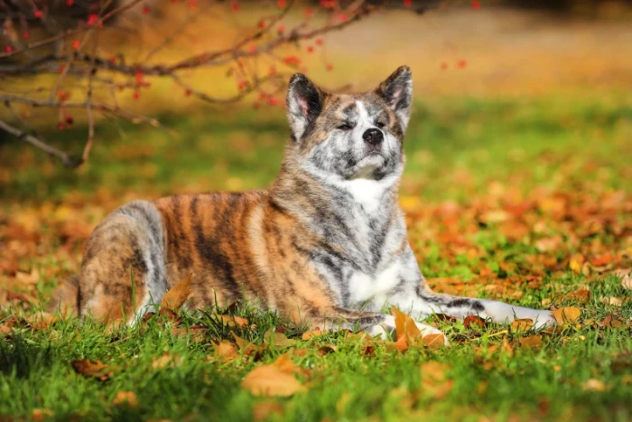 Akita inu