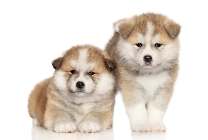 Akita inu