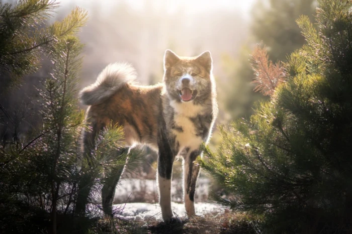Akita inu
