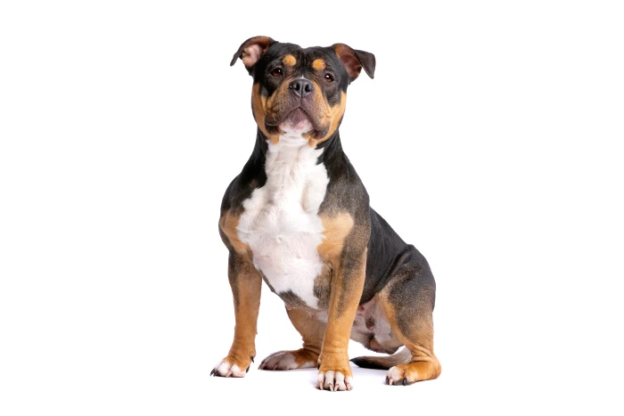 American Bully