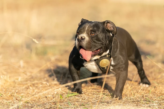 American Bully