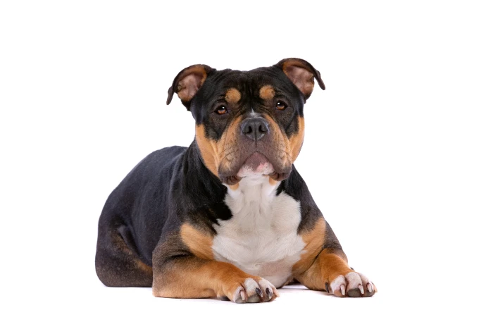 American Bully