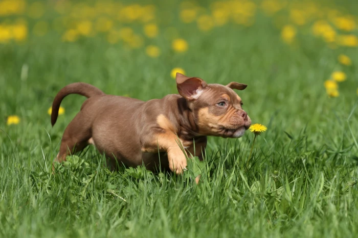 American Bully