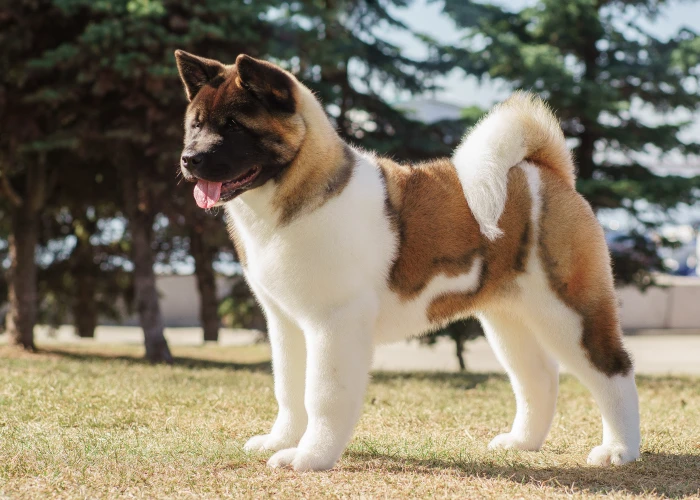 Americká akita