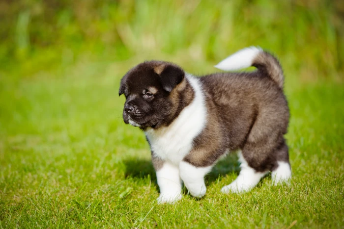 Americká akita