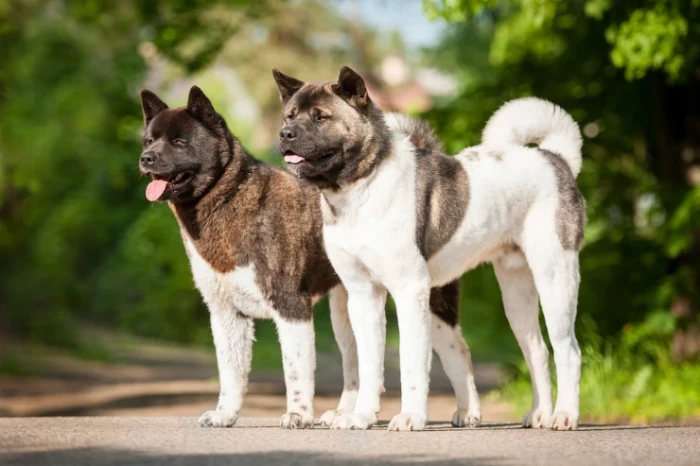 Americká akita