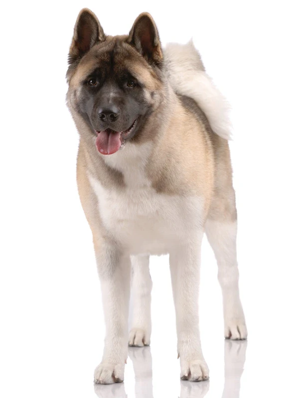 Americká akita