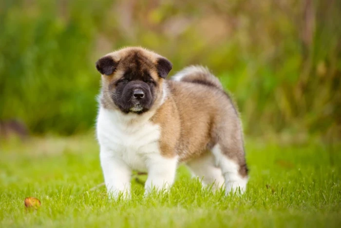 Americká akita