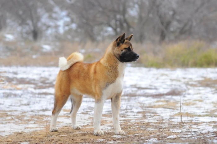 Americká akita