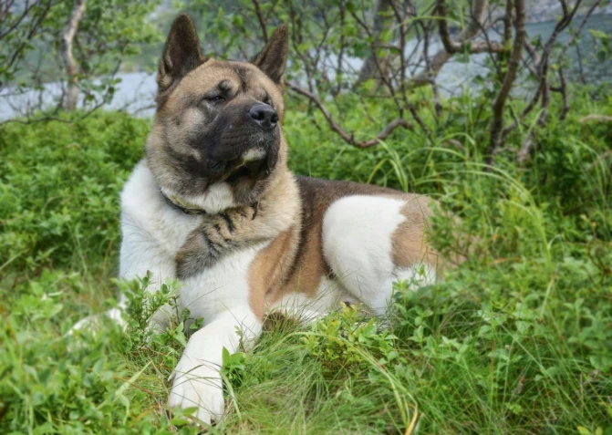 Americká akita