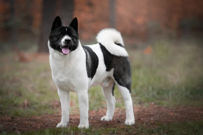 Americká akita