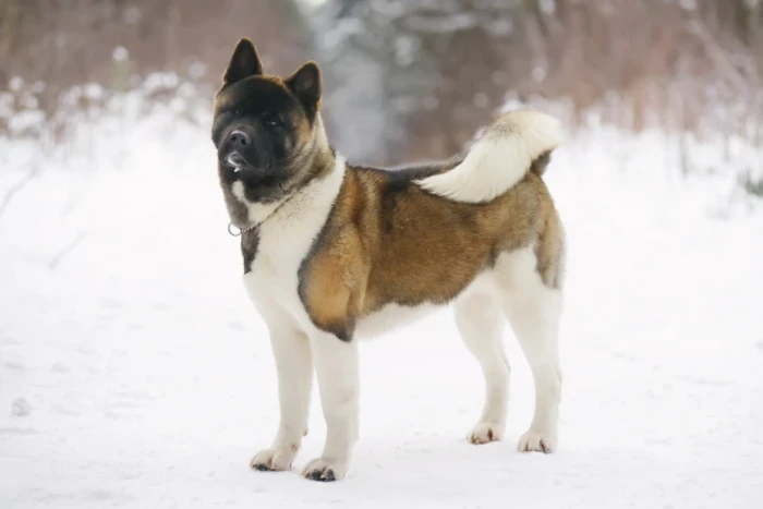 Americká akita