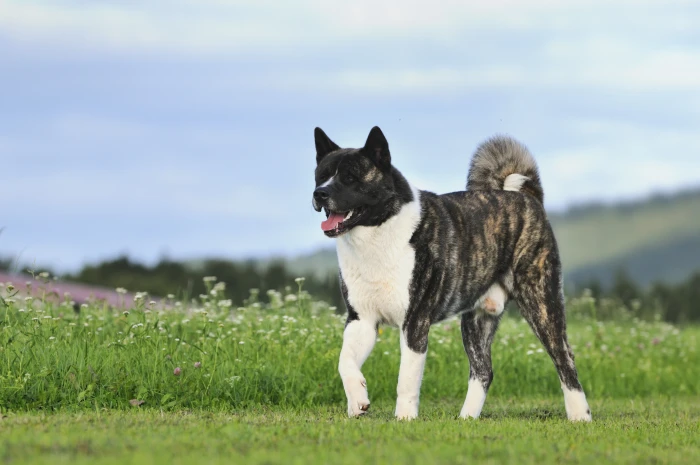 Americká akita