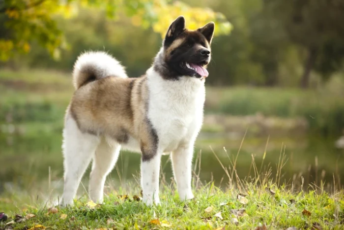 Americká akita