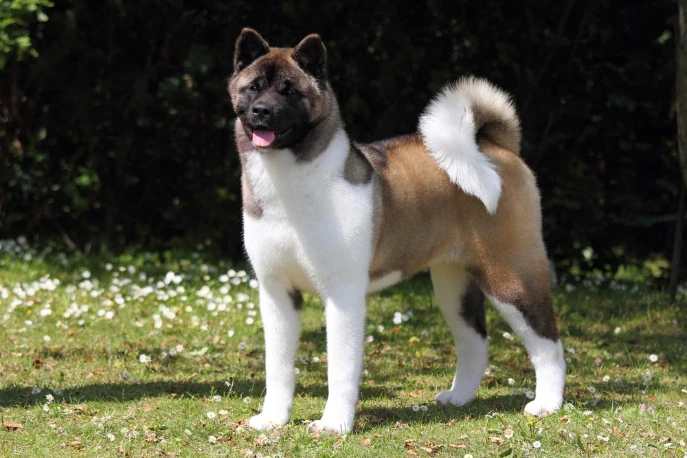 Americká akita
