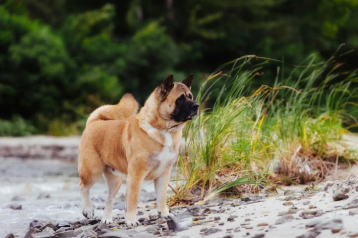 Americká akita