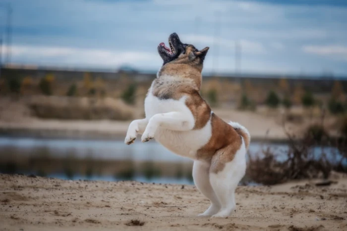 Americká akita