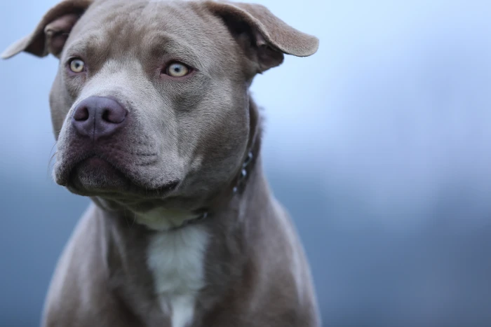 Americký pitbulteriér