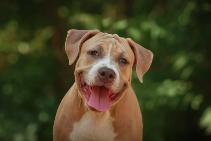 Americký pitbulteriér