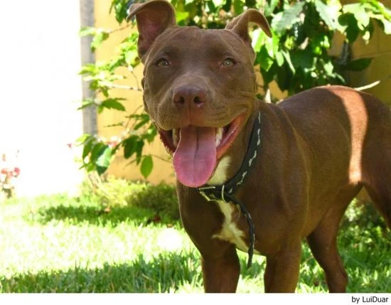 Americký pitbulteriér