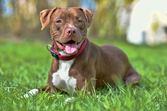 Americký pitbulteriér