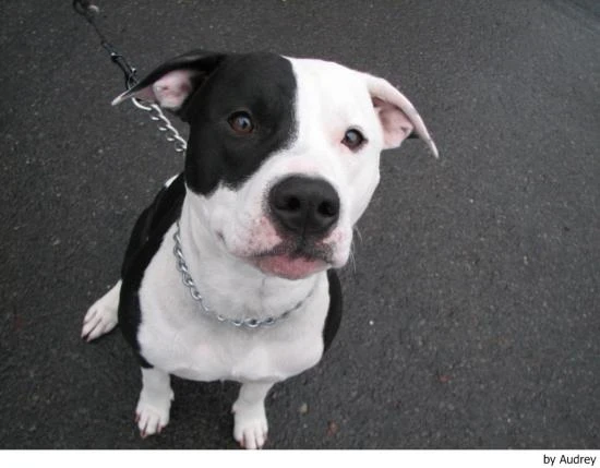 Americký pitbulteriér