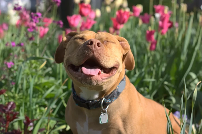 Americký pitbulteriér