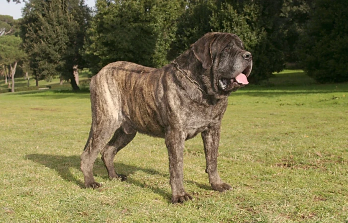 Anglický mastif
