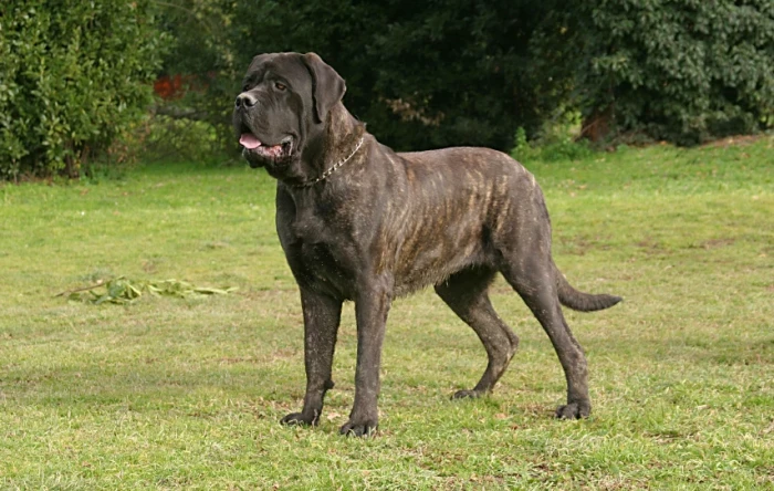 Anglický mastif