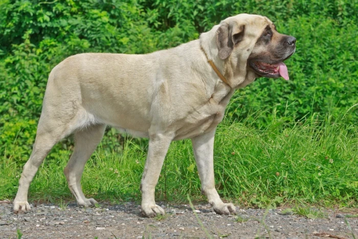 Anglický mastif