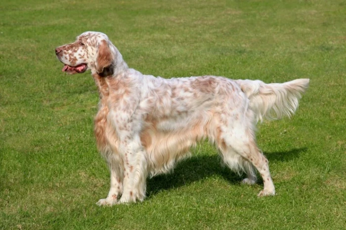 Anglický setr