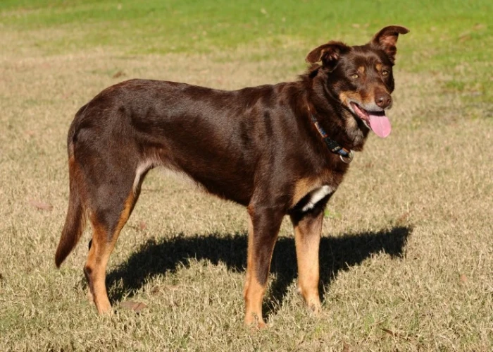 Australská kelpie