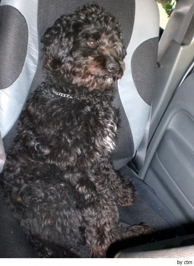 Barbet