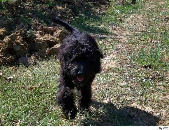 Barbet