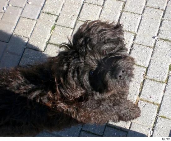 Barbet