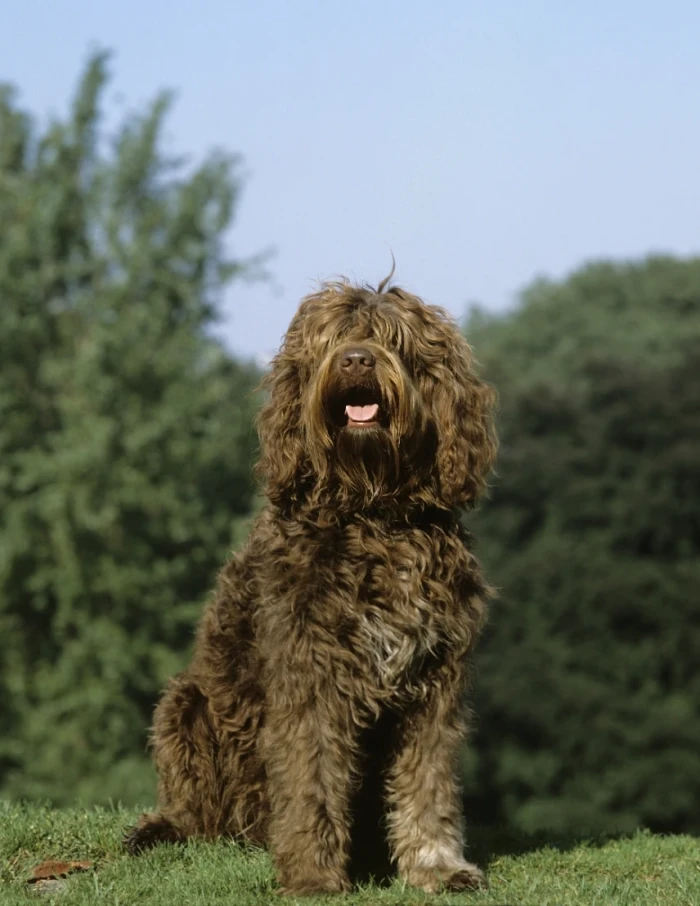 Barbet